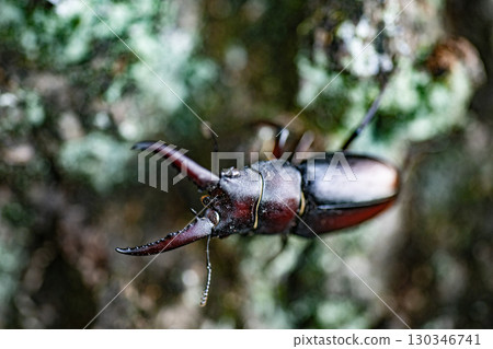 鋸齒鍬形蟲、鍬形蟲、昆蟲、夏季、橡樹、生物 鋸齒鍬形蟲、鍬形蟲、昆蟲、夏季、橡樹、生物 130346741