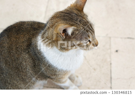 A beautifully furred cat sitting quietly and staring straight ahead A beautifully furred cat sitting quietly and staring straight ahead 130346815