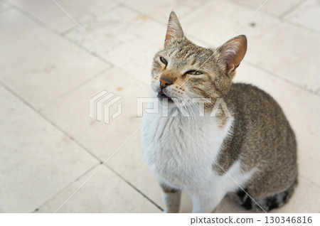 A cat squinting its eyes and looking at its owner A cat squinting its eyes and looking at its owner 130346816