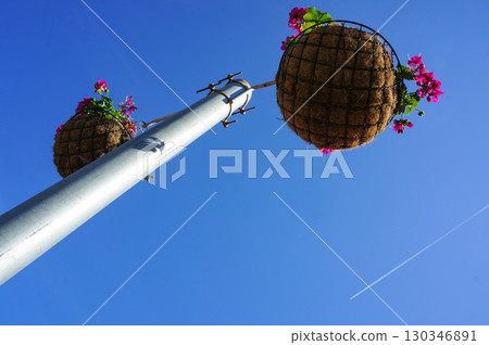 一株盆栽植物，高高地伸向藍天 130346891