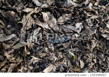 Swallowtail butterfly and frog Frog Creature Forest Frog Butterfly Swallowtail butterfly and frog Frog Creature Forest Frog Butterfly 130346907