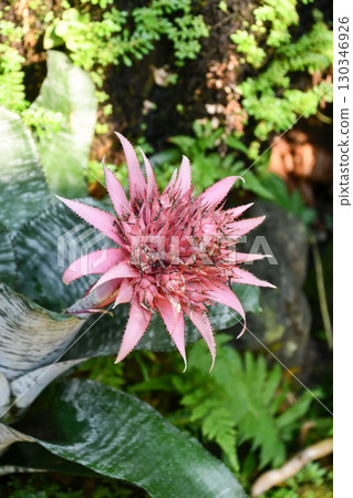 Aechmea fasciata Silver Vase Aechmea fasciata Silver Vase 130346926