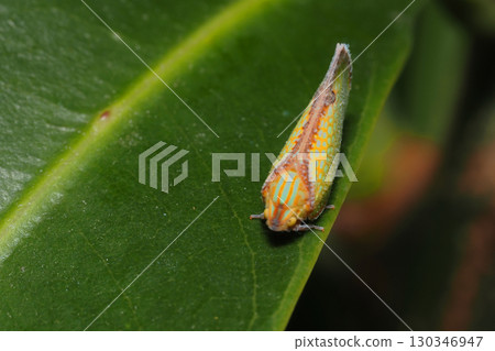 Helical grasshopper (alien species) Helical grasshopper (alien species) 130346947