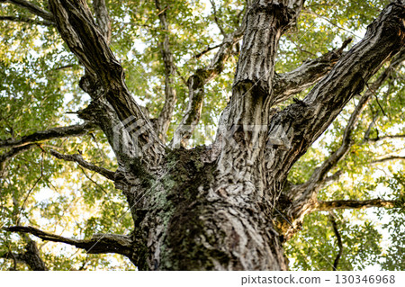 Sawtooth oak, oak, forest, woodland, nature, landscape, trunk, tree, branch, leaf 130346968