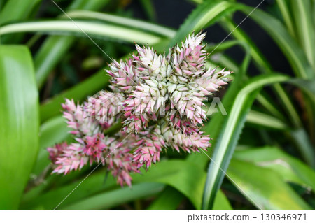 星花鳳梨 (Hohenbergia stellata) 130346971