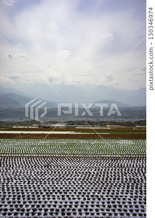 春季種植後的生菜田 130346974