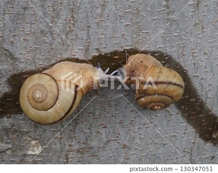 Landscape with snails 130347051