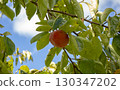 Red persimmons ripening under the autumn sky 130347202