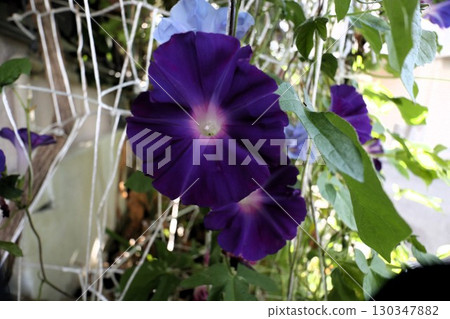 夏日庭園花卉「牽牛花」 牽牛花：花壇花卉：牽牛花大廈 130347882