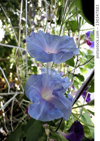 夏日庭園花卉「牽牛花」 牽牛花:花壇花卉:牽牛花大廈 夏日庭園花卉「牽牛花」 牽牛花:花壇花卉:牽牛花大廈 130347883