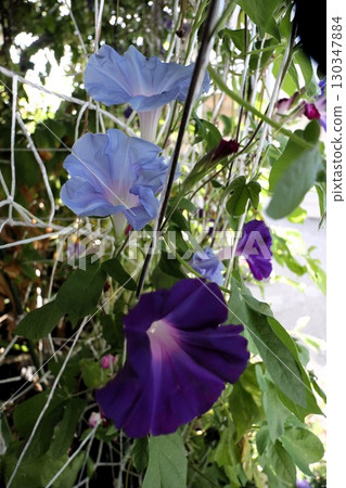 夏日庭園花卉「牽牛花」 牽牛花：花壇花卉：牽牛花大廈 130347884