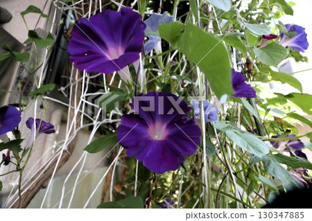 夏日庭園花卉「牽牛花」 牽牛花：花壇花卉：牽牛花大廈 130347885
