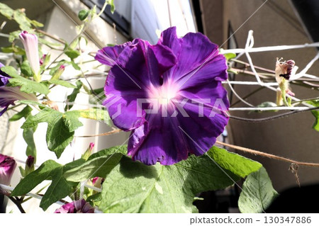 Summer garden flower "Morning glory" Morning glory: Flower bed flowers: Morning glory mansion Summer garden flower "Morning glory" Morning glory: Flower bed flowers: Morning glory mansion 130347886