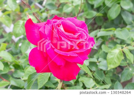 Rose (Tsuru Eden Rose) 130348264
