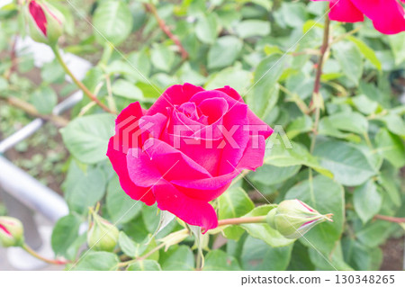 玫瑰（Tsuru Eden Rose） 130348265