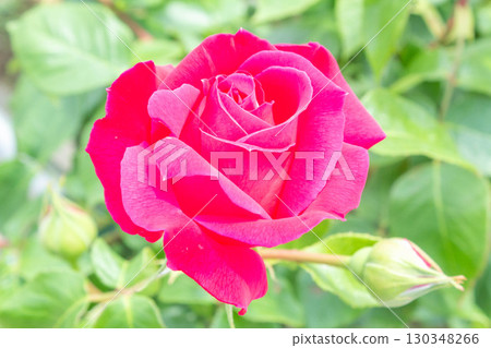 Rose (Tsuru Eden Rose) 130348266