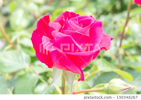 玫瑰（Tsuru Eden Rose） 130348267