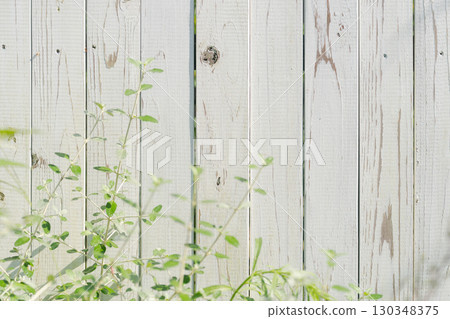 綠葉纏繞在白色籬笆上 綠葉纏繞在白色籬笆上 130348375