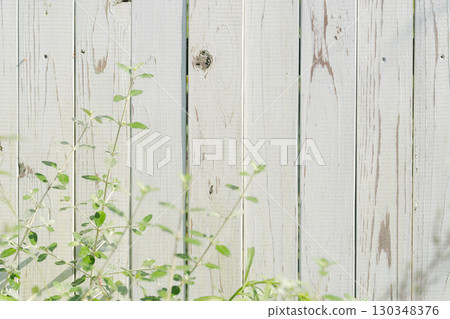 綠葉纏繞在白色籬笆上 綠葉纏繞在白色籬笆上 130348376