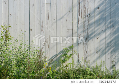 Green leaves entangled on a white fence Green leaves entangled on a white fence 130348378