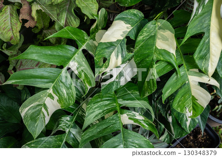 Group of variegated plants collecting in backyard as houseplants. Variegated plants are plants that have leaves with pale sections that are not fully green. 130348379