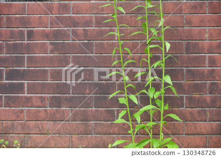 Brick wall and weeds Brick wall and weeds 130348726