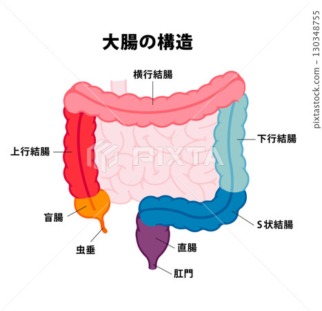 大腸部分名稱向量插圖 130348755