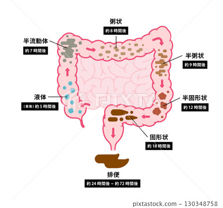 Vector illustration of how stool is made in the large intestine 130348758