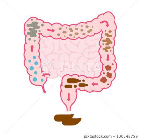 Vector illustration of the process of stool formation in the large intestine (no text) 130348759