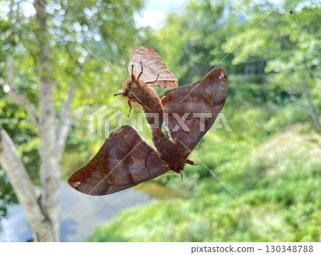 透過玻璃觀看日本蟋蟀的交配 130348788