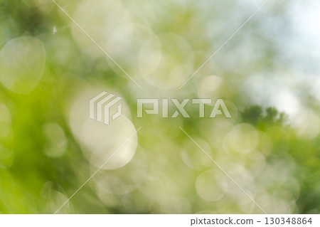 blurred forest background blurred forest background 130348864