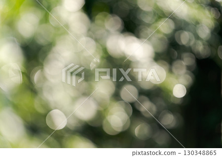 blurred forest background blurred forest background 130348865