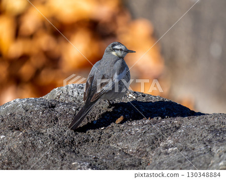 Waxing walk on the ground Waxing walk on the ground 130348884