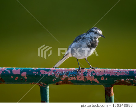 一隻白色的鶺鴒棲息在欄杆上 一隻白色的鶺鴒棲息在欄杆上 130348893