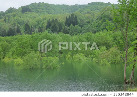 Submerged forest Submerged forest 130348944
