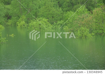 Submerged forest Submerged forest 130348945