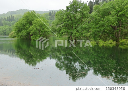 淹沒的森林 130348958