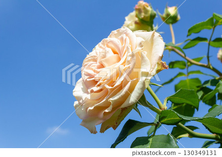 玫瑰（祖母綠過道） 130349131