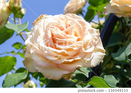 Rose (emerald aisle) 130349133