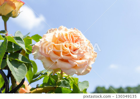 Rose (emerald aisle) Rose (emerald aisle) 130349135