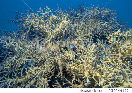 Corals intertwined like in a jungle at the bottom of a coral reef in the South China Sea in Vietnam Corals intertwined like in a jungle at the bottom of a coral reef in the South China Sea in Vietnam 130349162