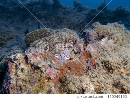 Small crabs among soft corals underwater on a coral reef in the South China Sea in Vietnam Small crabs among soft corals underwater on a coral reef in the South China Sea in Vietnam 130349163