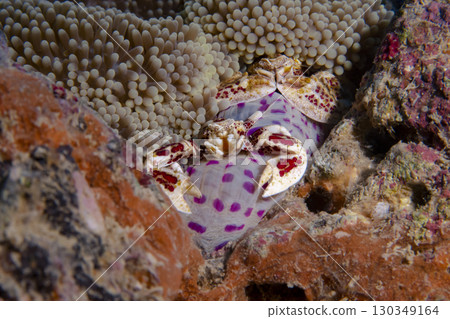 Small crabs among soft corals underwater on a coral reef in the South China Sea in Vietnam Small crabs among soft corals underwater on a coral reef in the South China Sea in Vietnam 130349164