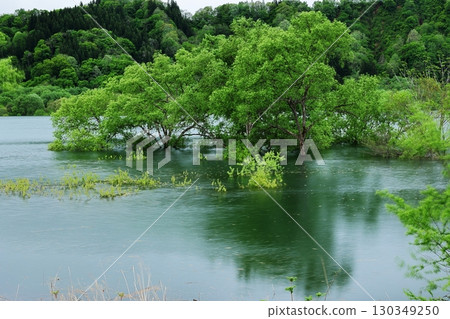 Submerged forest Submerged forest 130349250