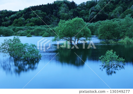 淹沒的森林 淹沒的森林 130349277