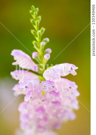 Pale pink flowers of the Japanese loosestrife Pale pink flowers of the Japanese loosestrife 130349466