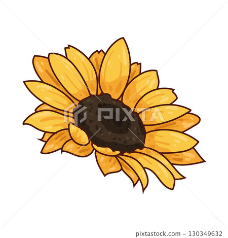 illustration of sunflower illustration of sunflower 130349632
