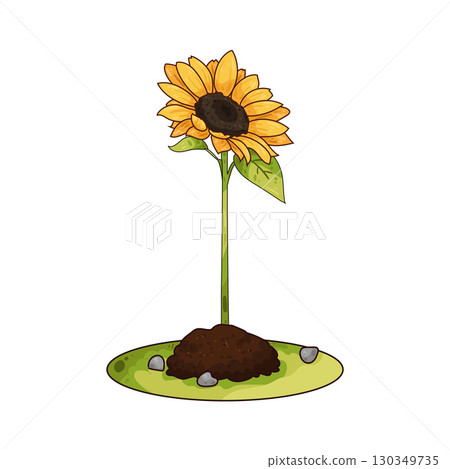 illustration of sunflower plant 130349735