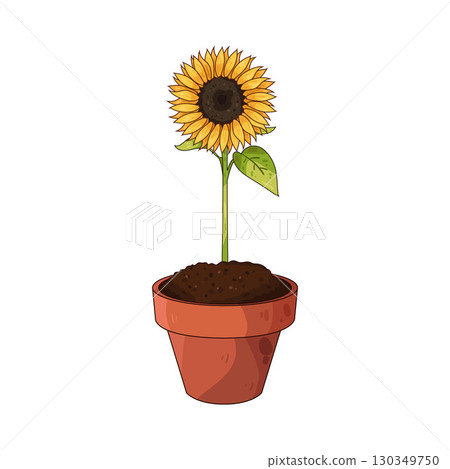 illustration of sunflower pot illustration of sunflower pot 130349750