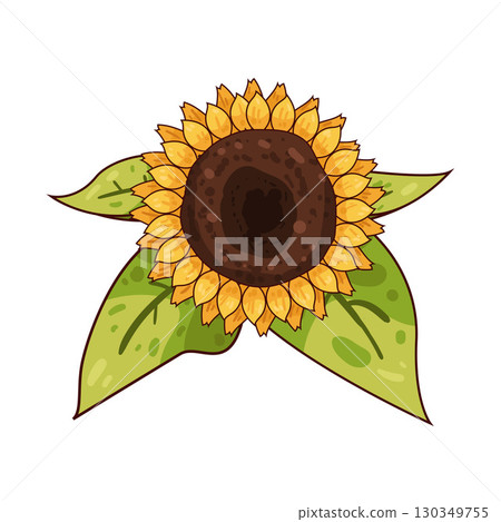illustration of sunflower 130349755